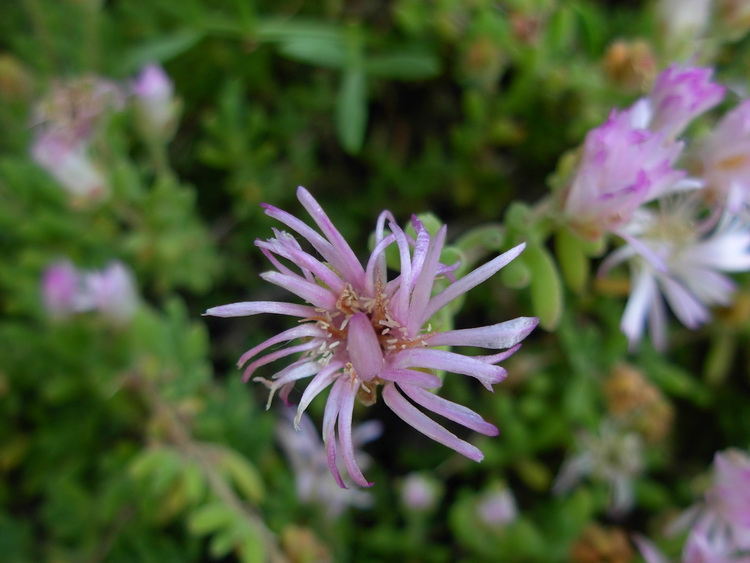 Drosanthemum floribundum / Erba cristallina con fiori abbondanti